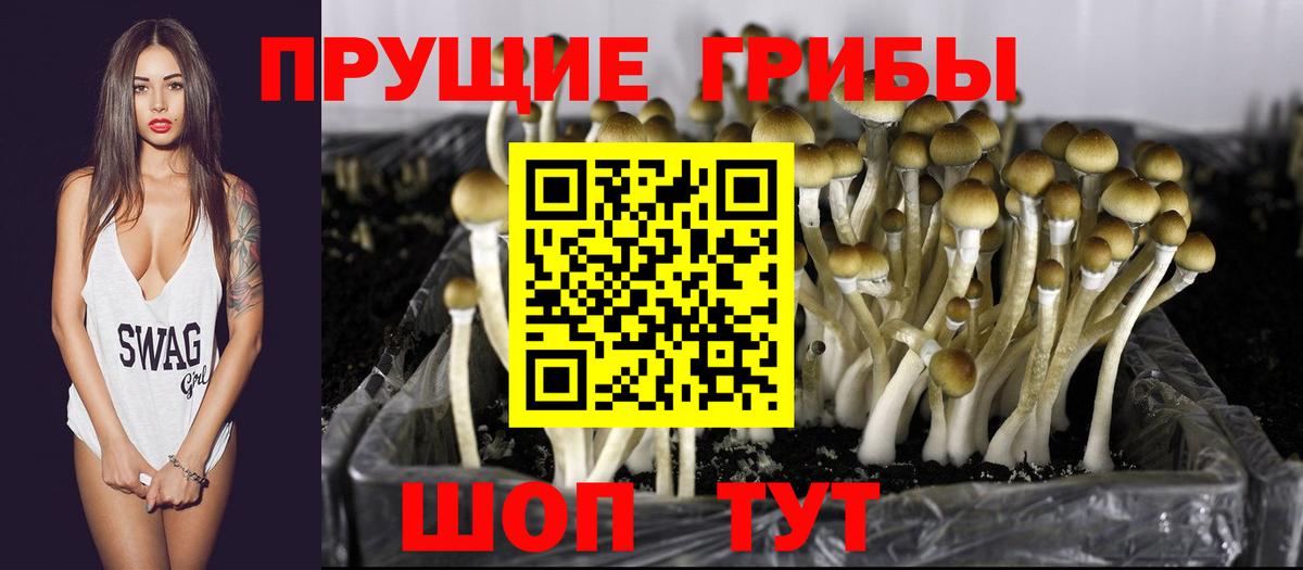 Псилоцибиновые грибы Cubensis  Вход с VPN  Острогожск 
